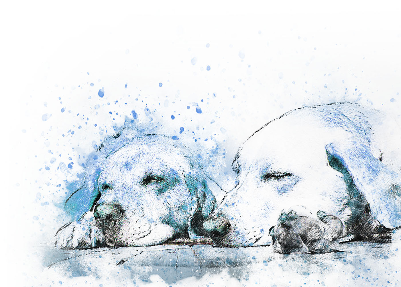 Mag. med. vet. Gitzinger